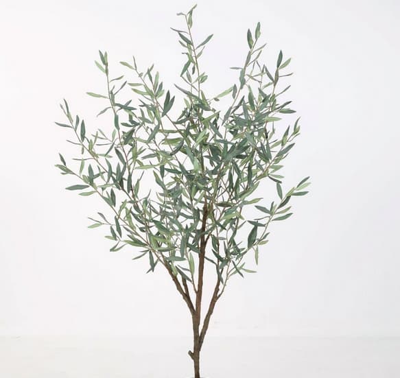 Olive Tree