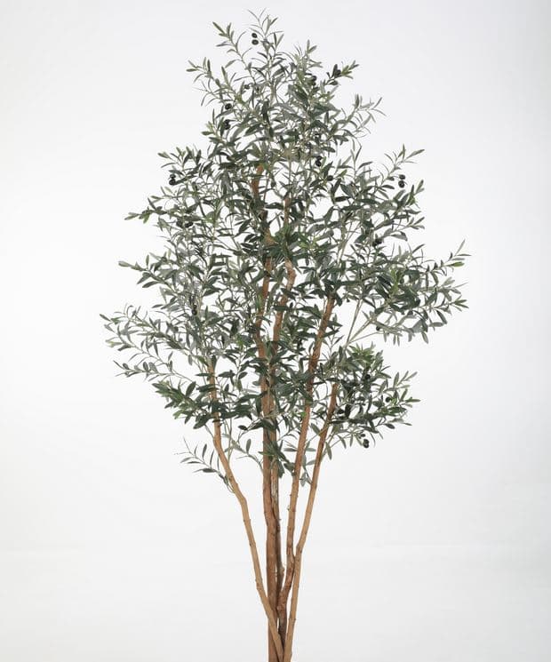 Olive Tree XL