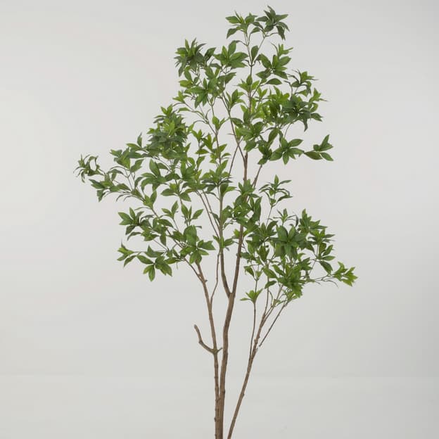 Japonica Tree