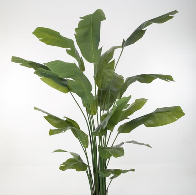 Strelitzia