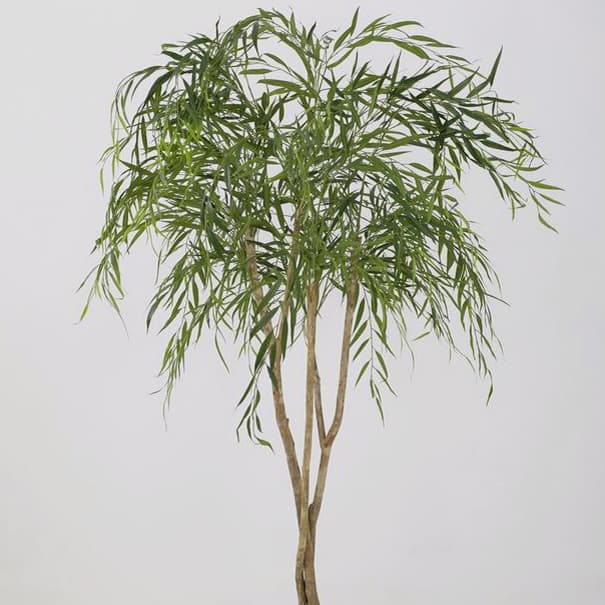 Willow Tree